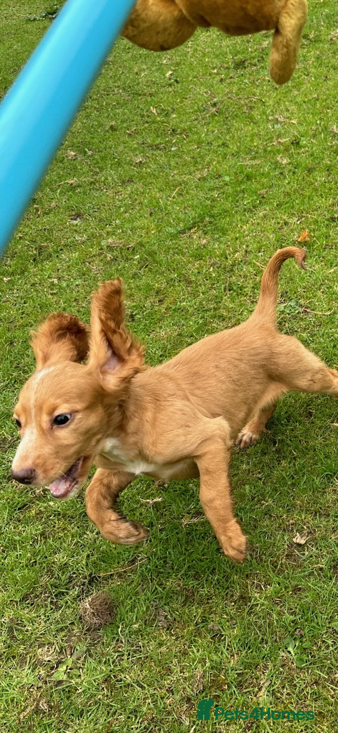 Cocker Spaniel dogs for sale: Cocker Spaniel puppies for sale - Image 10