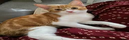 Mixed Breed cats for sale: Ginger Kitten litter in Manchester - Advert 4