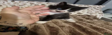 Mixed Breed 4