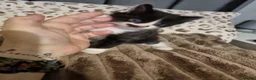Mixed Breed cats for sale: Beautiful kittens  - Advert 3