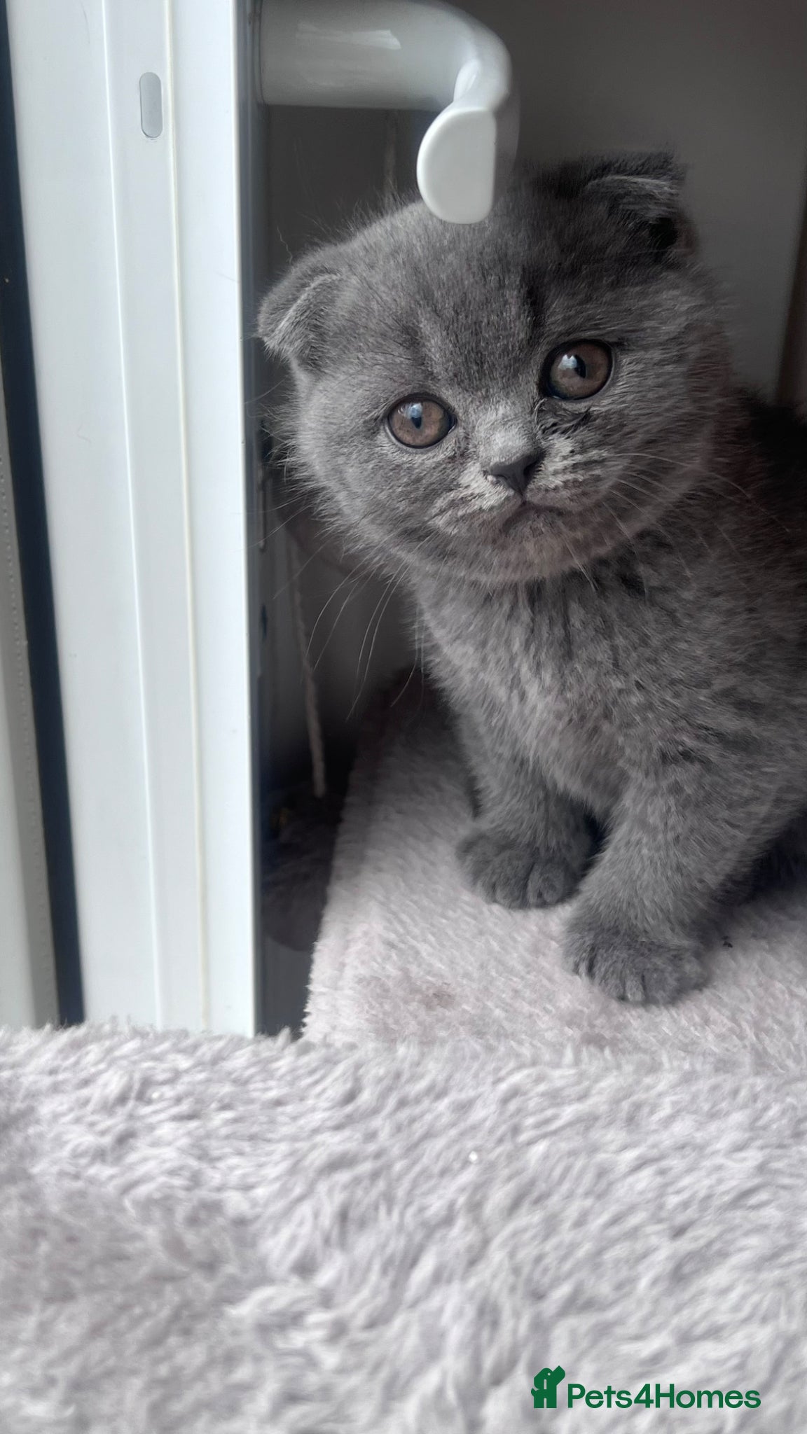 Scottish Fold cats BSH X Scottish fold - Advert 1