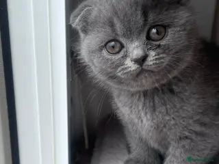 Scottish Fold cats BSH X Scottish fold - Advert 4