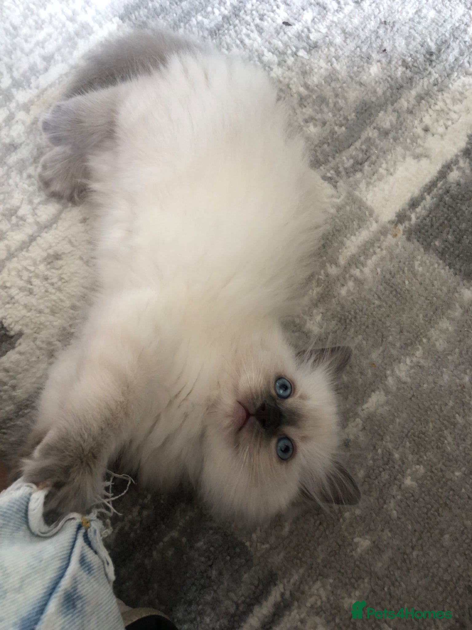 Ragdoll cats for sale: Ragdoll kittens in Southend-on-Sea - Advert 8