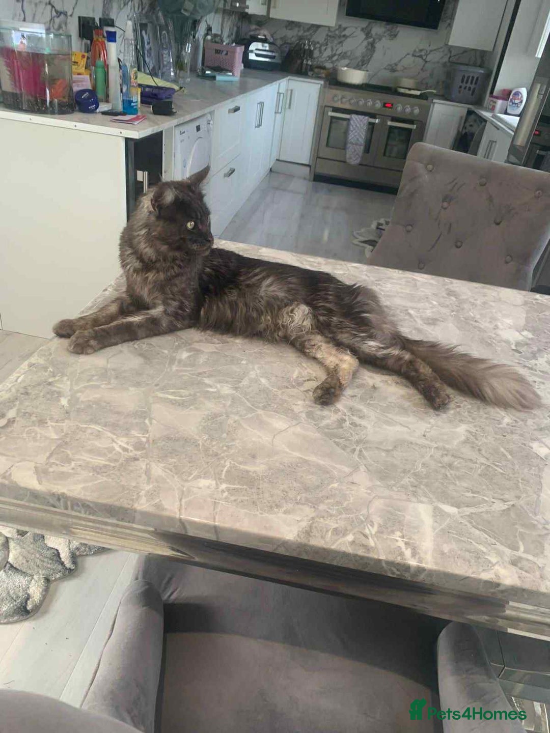 Maine Coon cats for sale: TICA registered large Maine Coon kittens - Image 21