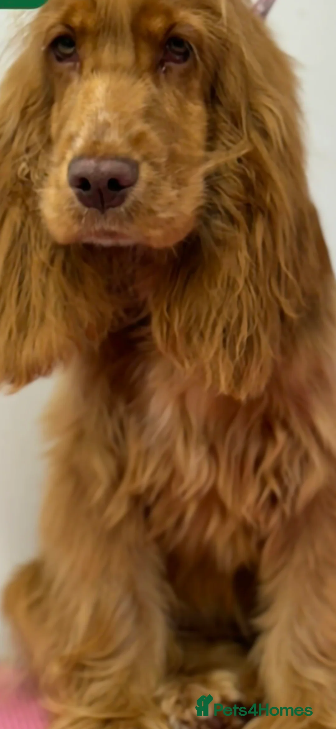Cockapoo dogs for sale: *EXTENSIVELY HEALTH TESTED F1 SHOW COCKERPOO* - Advert 6