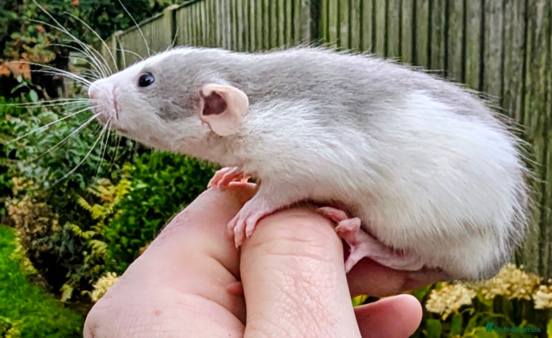 Rat rodents for sale: Baby rats various breeds available - Advert 8