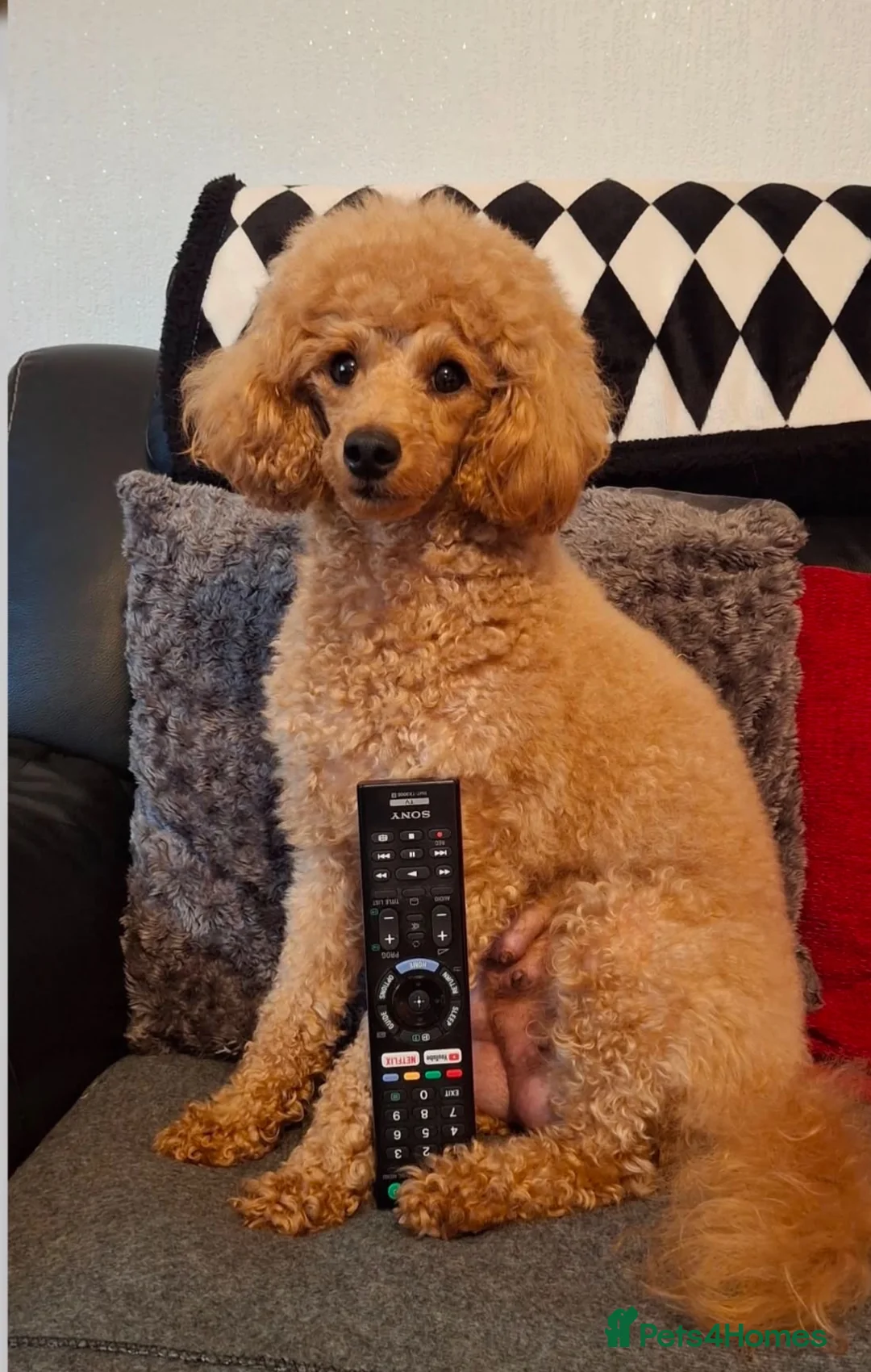 Toy Poodle dogs for sale: Toy Poodle  in Middlesbrough - Advert 8