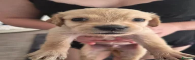 Puppy 4