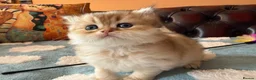 British Shorthair cats for sale: Lovely golden BSH & BLH kittens - Advert 32