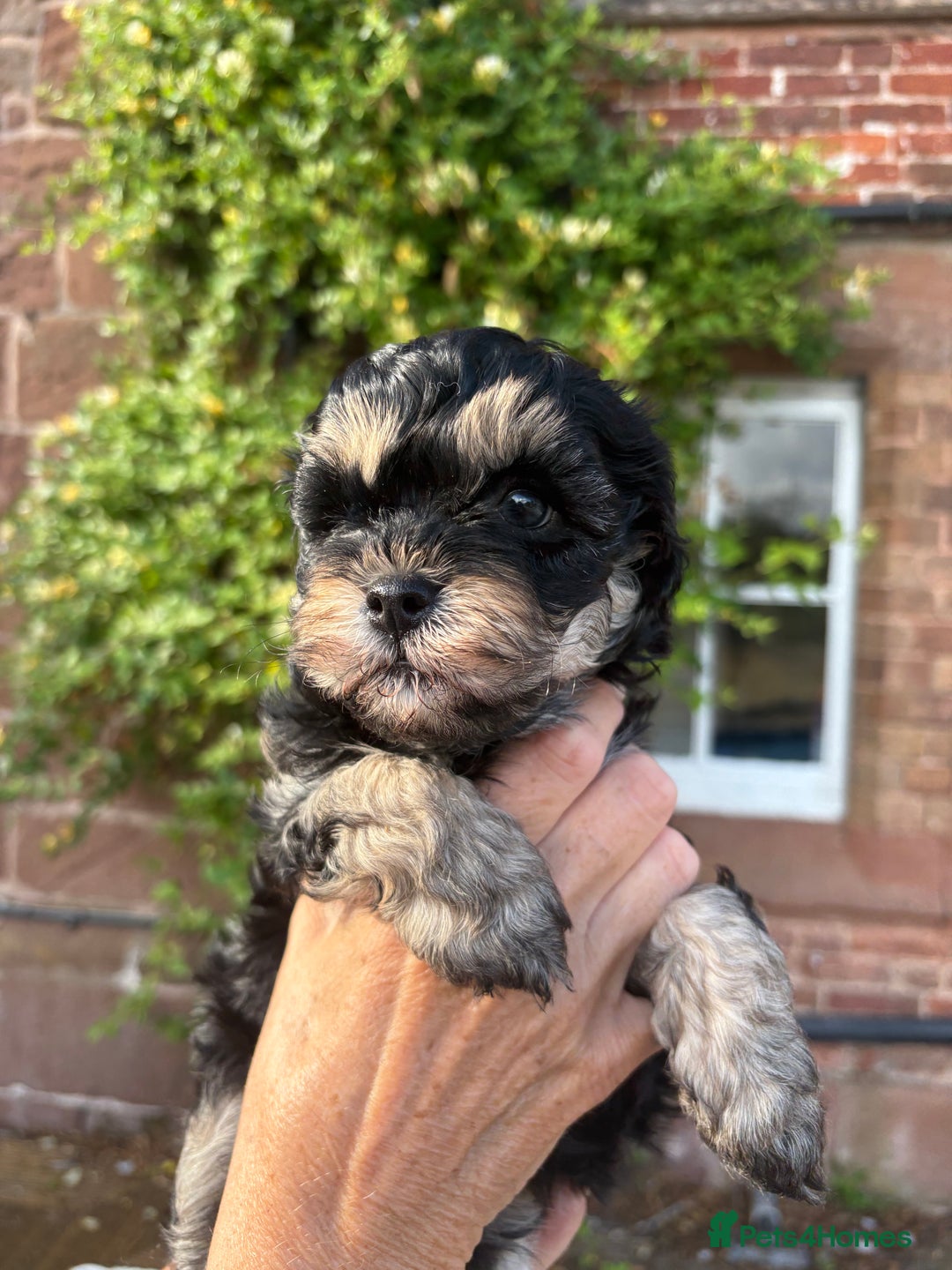Cavapoo dogs for sale: 🌟HEALTH TESTED F1B CAVAPOO MERLE STUNNING PUPPIES - Image 34