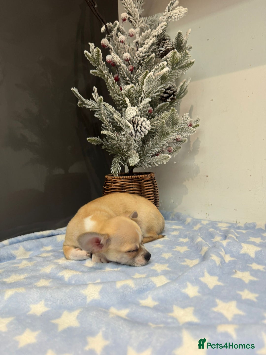 Chihuahua dogs for sale: Chihuahua  - Advert 8