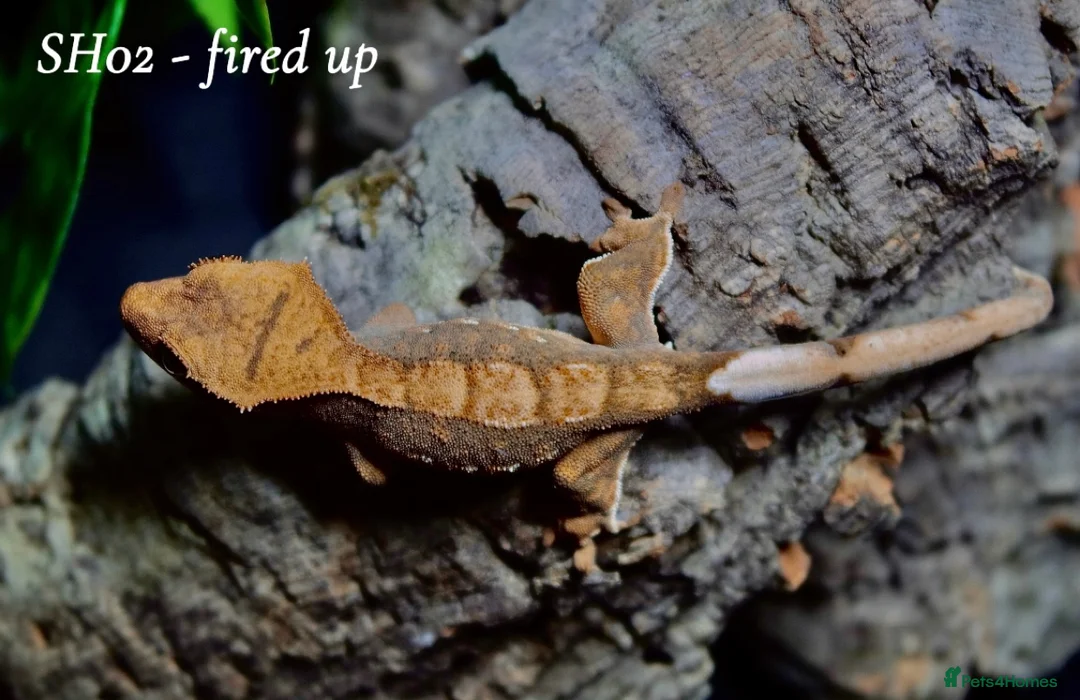 Gecko reptiles for sale: Baby Crested Gecko For Sale 🦎 - Advert 2