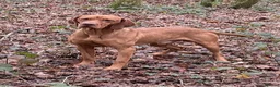 Hungarian Vizsla dogs for stud: Hungarian Import Available For Stud - Advert 2