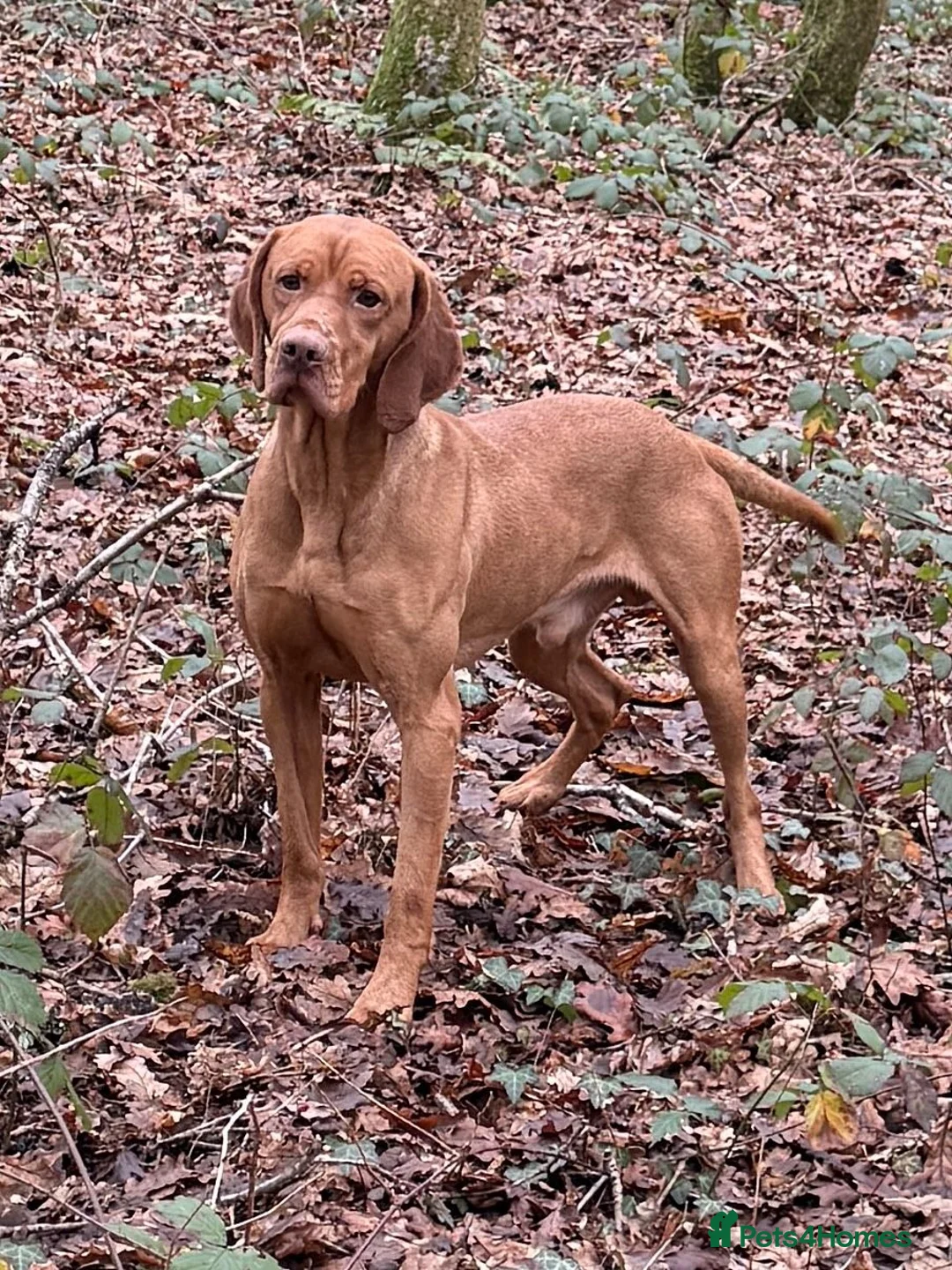 Hungarian Vizsla dogs for stud: Hungarian Import Available For Stud - Advert 2