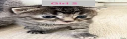 Mixed Breed cats for sale: 3 Beautiful Kittens in Mansfield  - Advert 9