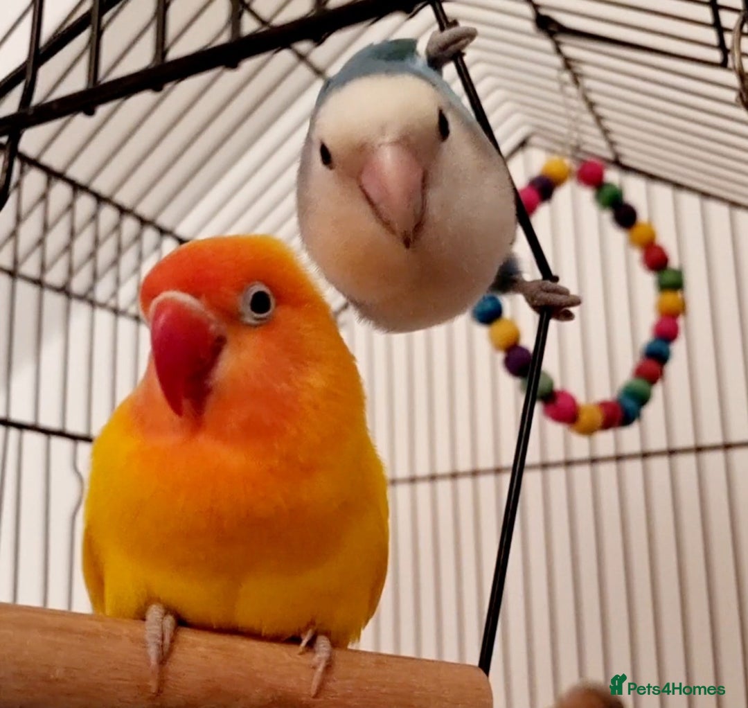 Lovebirds birds for sale: Lovebird pair for rehoming, free to good home - Image 3