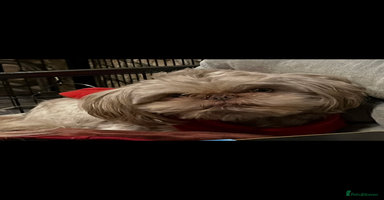 Shih Tzu dogs - Advert 13