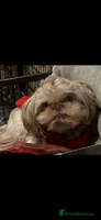 Shih Tzu dogs - Advert 16