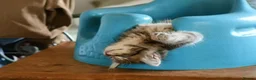 Maine Coon cats for sale: Russian blue mainecoon little boy - Advert 3