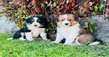 Border Collie dogs - Advert 3