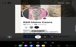 Ragdoll cats for sale: Beautiful pale ginger Ragdoll X Maine Coon boy - Image 18