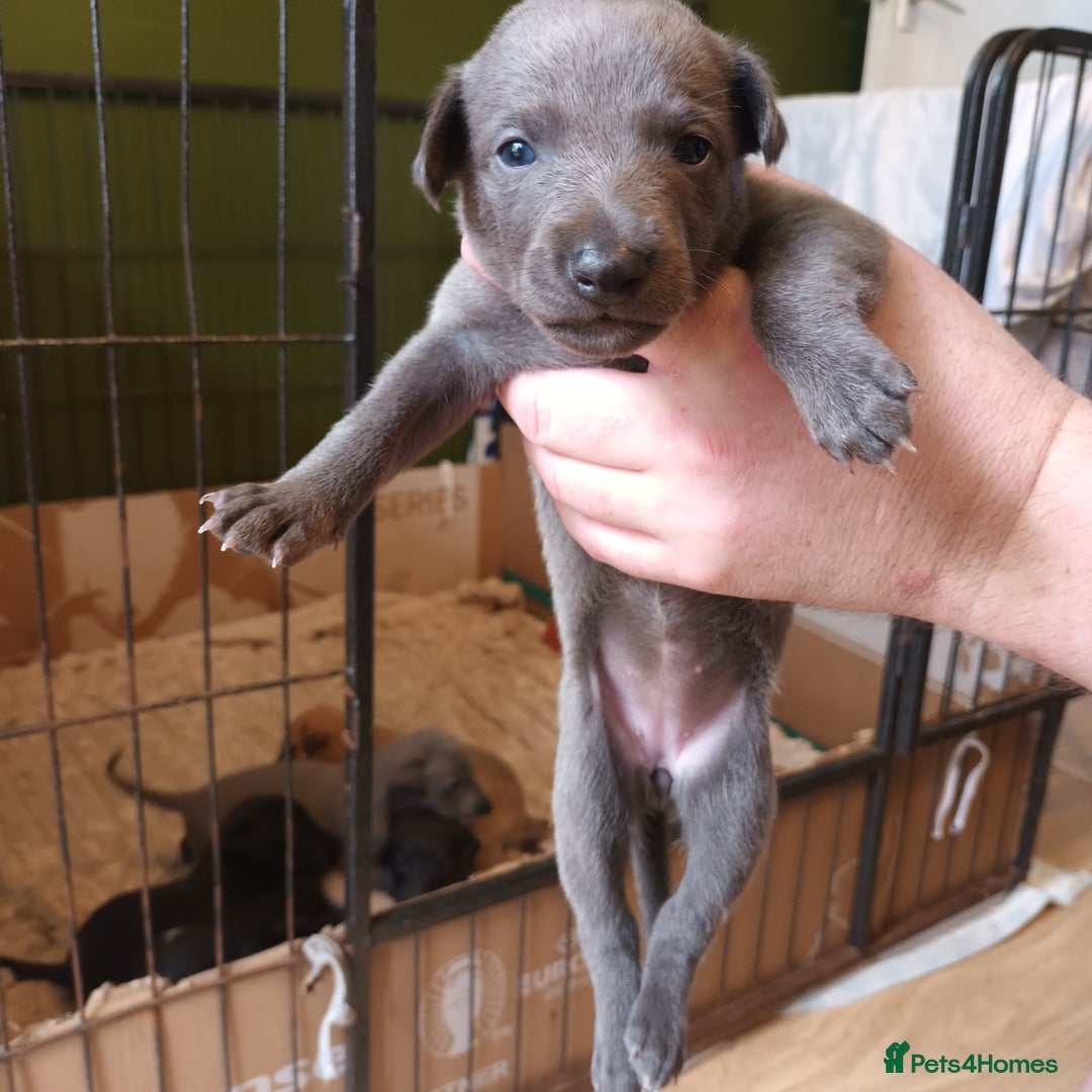 Whippet dogs for sale: 2 whippet pups left ( 1 bitch & 1 boy) - Image 7
