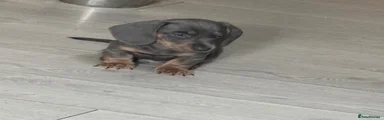 Miniature Dachshund 1