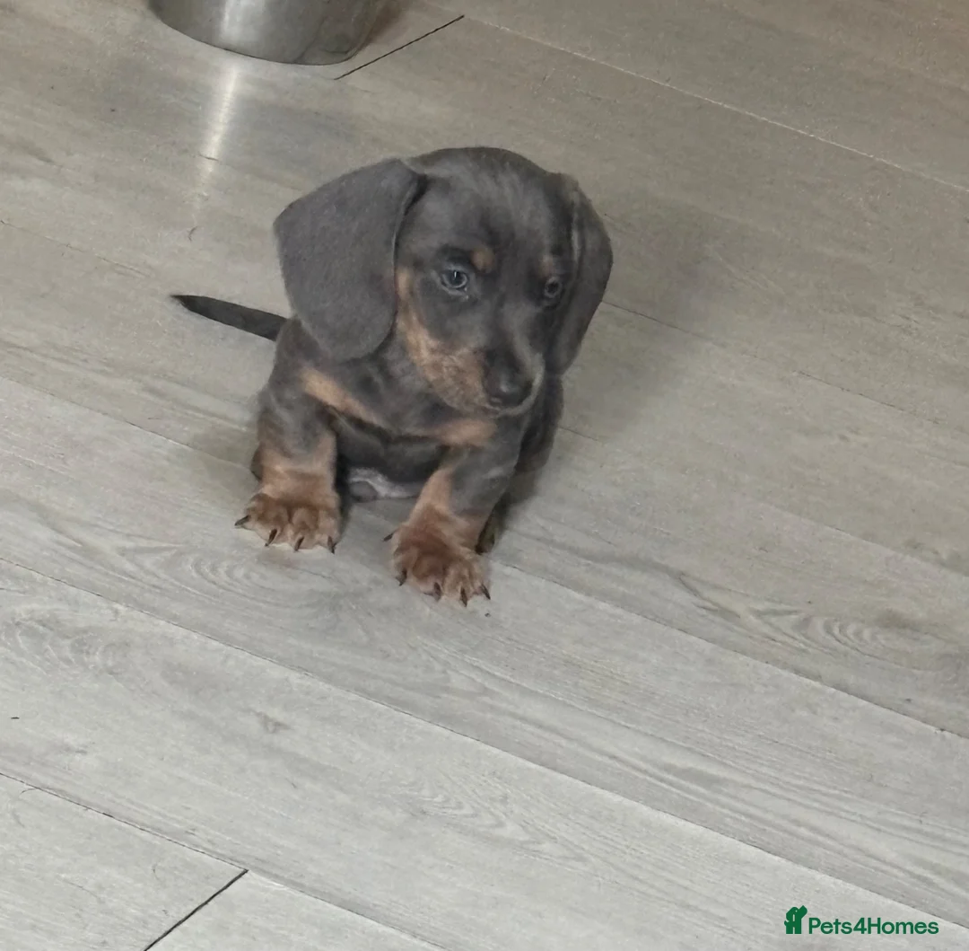 Miniature Dachshund dogs for sale: Miniature Dachshund  - Advert 2