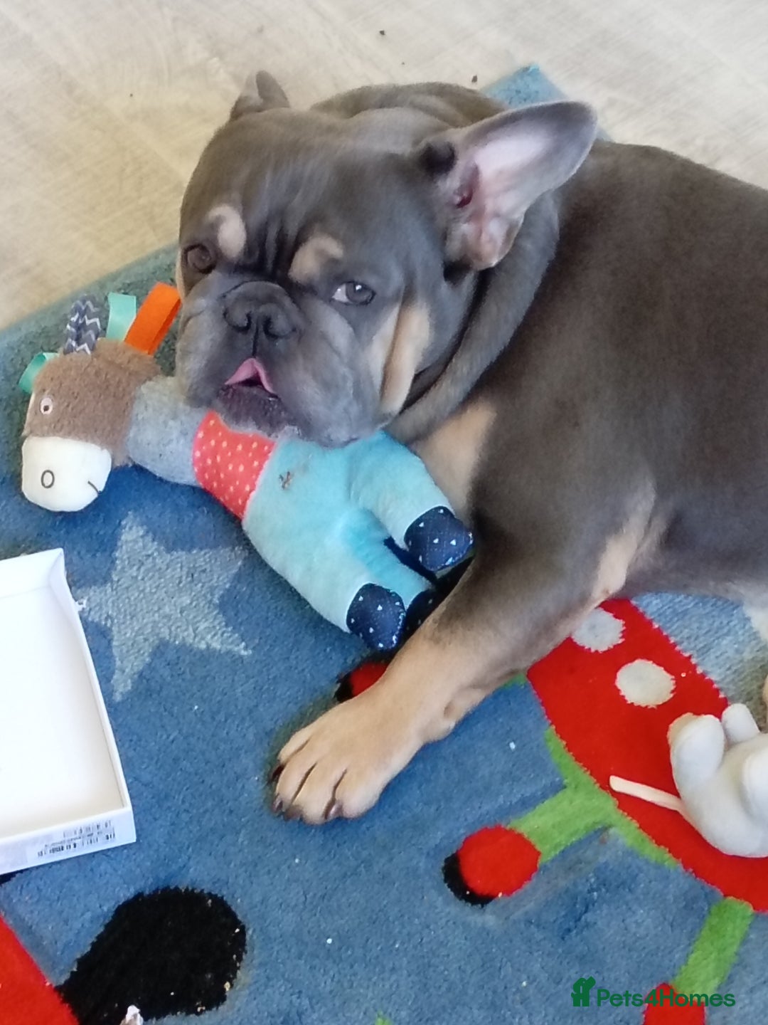 French Bulldog dogs for stud: Teddy Bear  - Advert 6