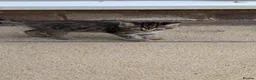 Scottish Fold cats for sale: 2 beautiful kittens READY - Advert 6