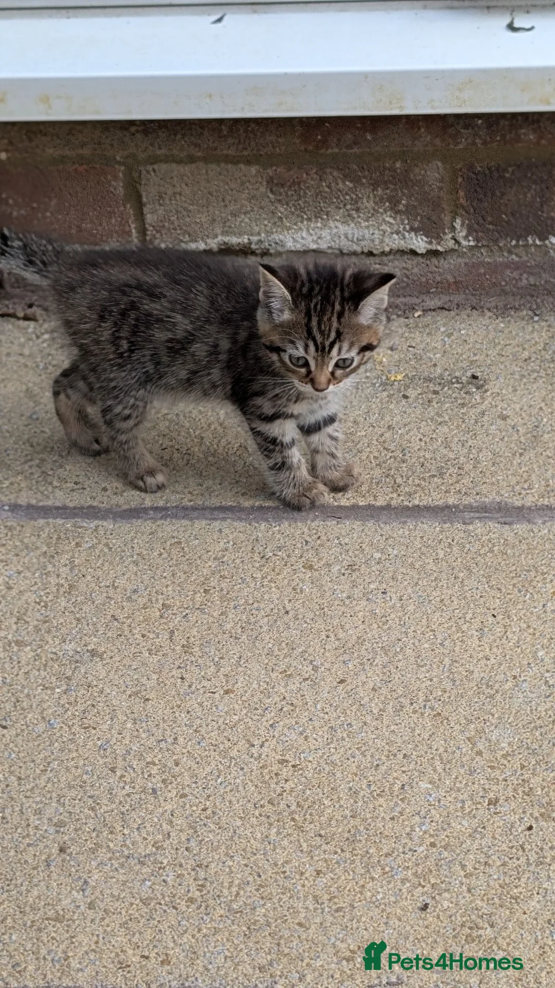 Scottish Fold cats for sale: 2 beautiful kittens READY - Advert 6