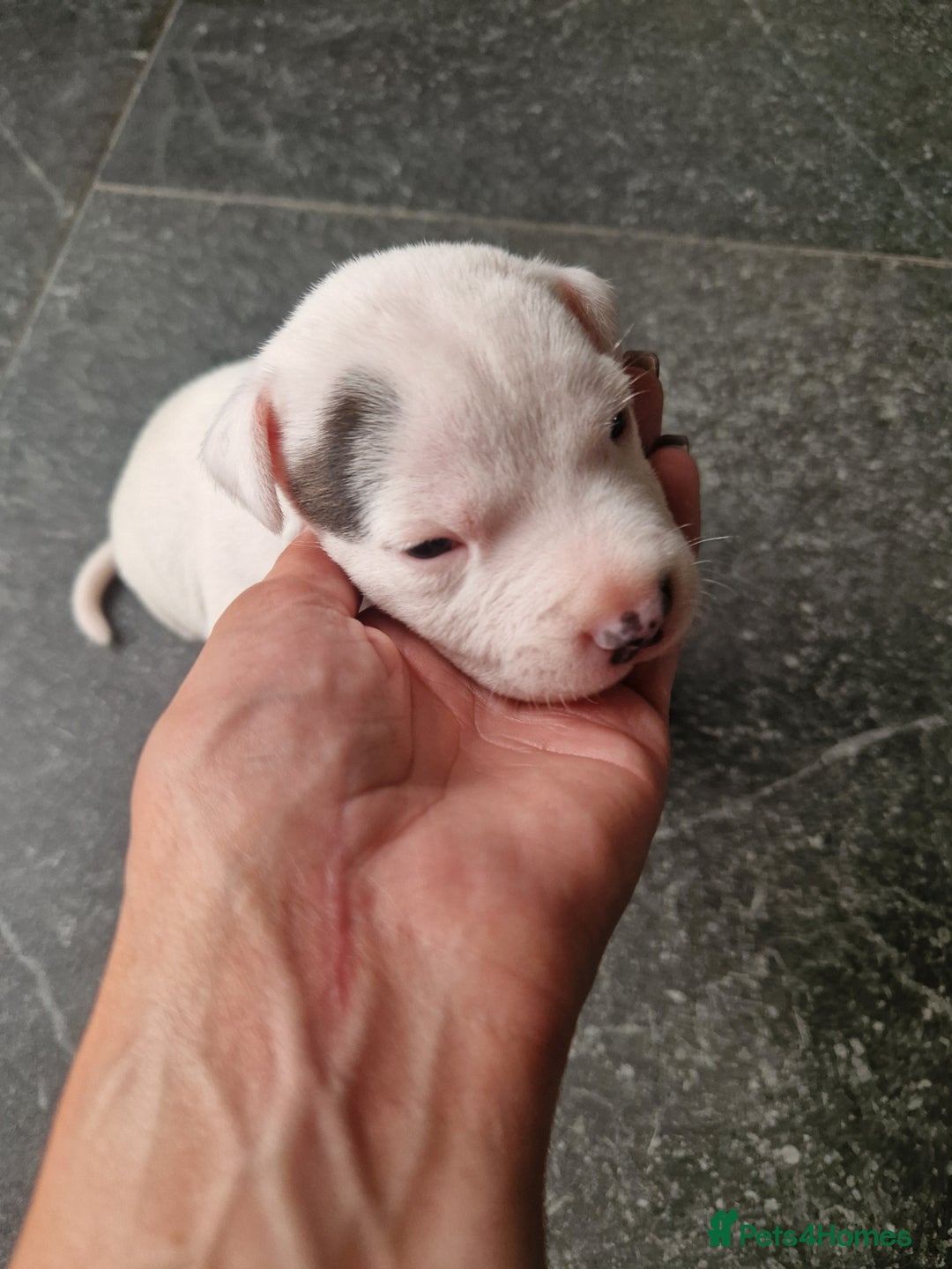 Staffordshire Bull Terrier dogs for sale: Staffordshire puppies  - Image 2