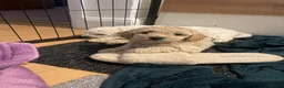 Mixed Breed dogs for sale: Cockaposhon puppies for sale beautiful colours  - Advert 14