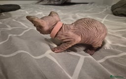 Sphynx cats for sale: 4 Female Sphynx Kittens - Advert 7