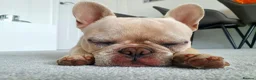 French Bulldog dogs for stud: Charming Cream Male French Bulldog pedigree - Advert 4