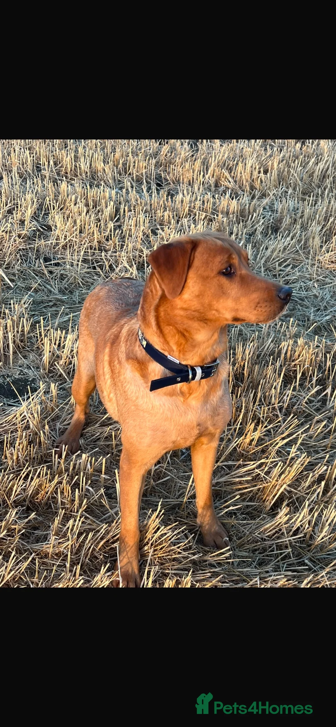 Labrador Retriever dogs for sale: Kc fox red Labrador 5 years old  - Advert 1