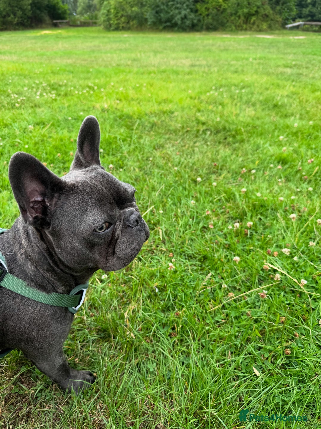 French Bulldog dogs for sale: Norman, 11 month old Frenchie - Image 2
