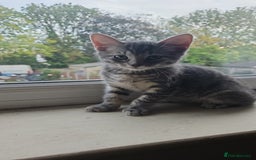 Domestic Shorthair cats for sale: Kittensss - Image 13