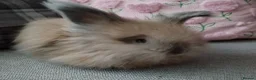 Angora rabbits for sale: English Angora Full Faced - Advert 4