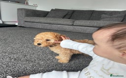Miniature Poodle dogs for sale: Miniature poodle - Image 5