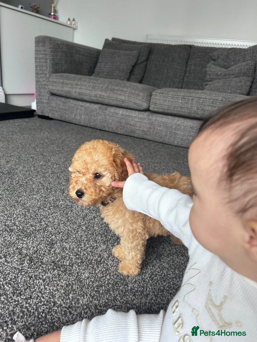 Miniature Poodle dogs for sale: Miniature poodle - Image 5