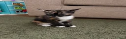 Mixed Breed cats for sale: Kittens  - Advert 13
