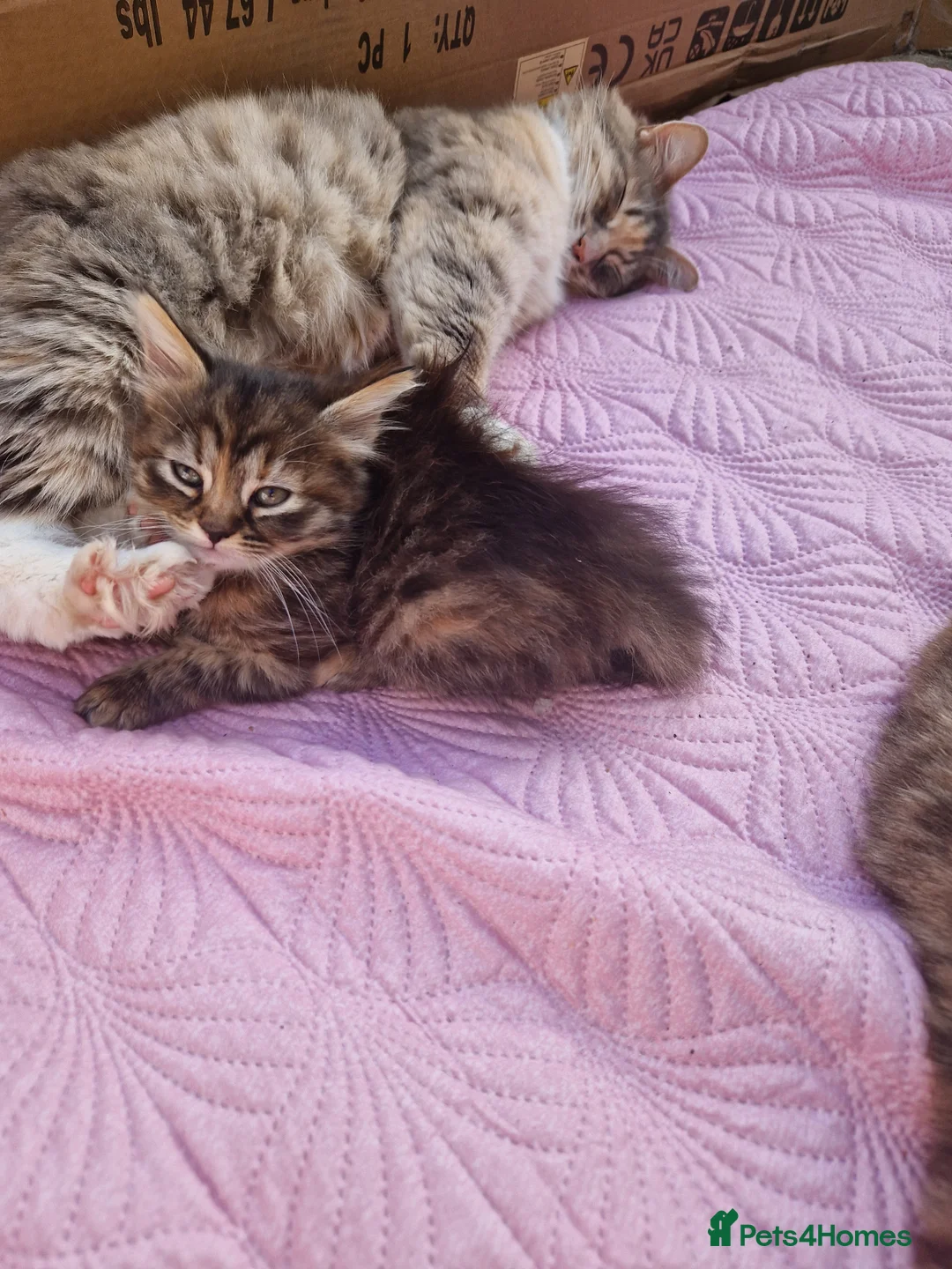 Mixed Breed cats for sale: Kitten 😸  - Advert 11