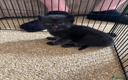 Mixed Breed cats for sale: Three Gorgeous Kittens - Image 17