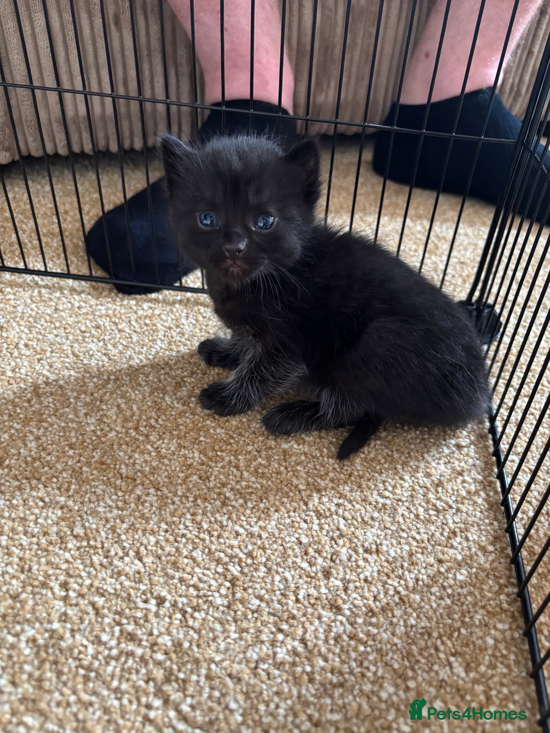 Mixed Breed cats for sale: Three Gorgeous Kittens - Image 17