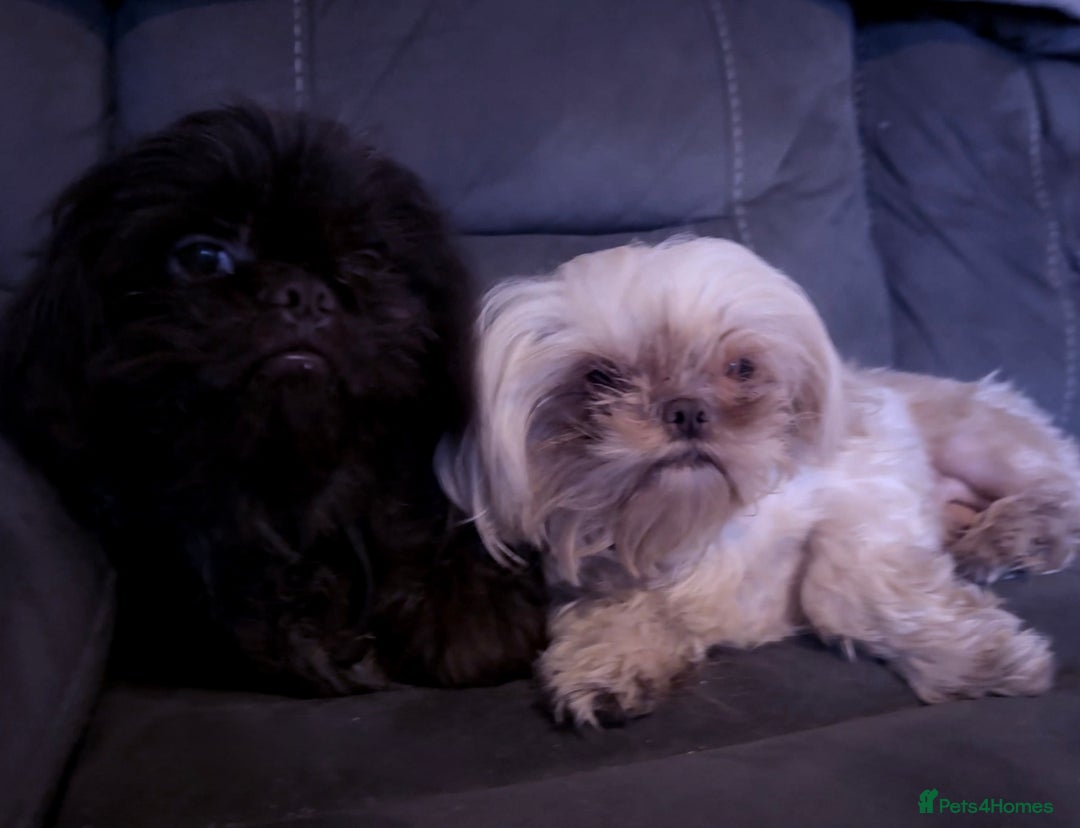 Shih Tzu dogs for sale: 3 male 2 female beautiful Shih tzu puppies - Advert 7