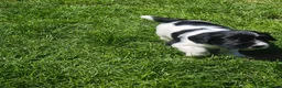 English Springer Spaniel dogs for sale: Stunning working springer spaniels - Advert 4