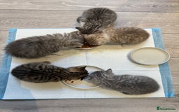 British Shorthair cats for sale: Stunning Scottish Straights - Image 3