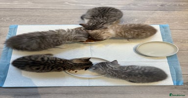 British Shorthair cats - Advert 15