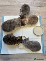 British Shorthair cats - Advert 11